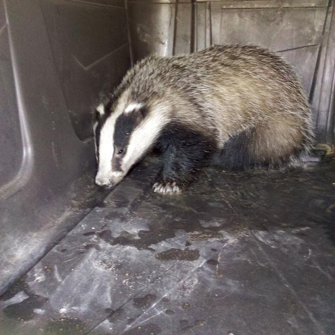 1 Nietypowe interwencje łódzkiego Animal Patrolu