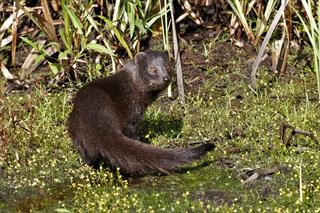 Nowi mieszkańcy zamojskiego Zoo: mangusta błotna, bociany białobrzuche