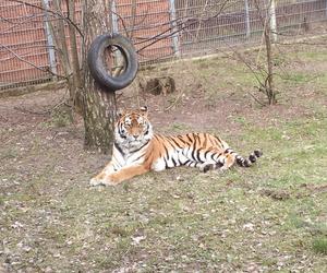 Sprawdziliśmy, jak tygrysica z Myślęcinka radzi sobie po śmierci Altaja. Dyrektorka ogrodu: są nadzieje na potomstwo