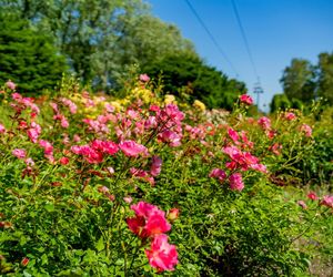 Rosarium w Parku Śląskim