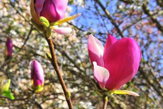 Festiwal Hanami w Powsinie. Celebruj wiosnę w japońskim stylu 