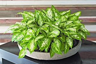 Difenbachia 'Compacta'