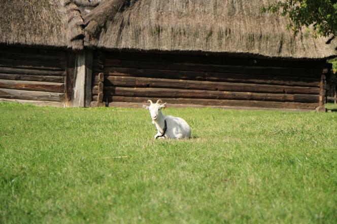 Lubelski skansen zachwyca na początku jesieni!