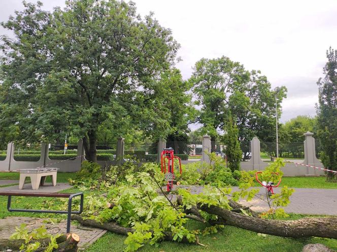 Tarnów. Dziewczynka uderzona przez zerwany konar. Koszmar na placu zabaw w Parku Strzeleckim