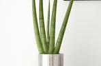 Sansewieria cylindryczna (Sansevieria cylindrica)
