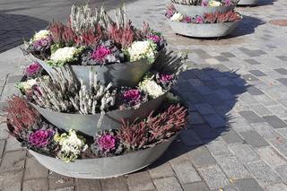 W mieście będzie jeszcze bardziej jesiennie. Ruszyła wymiana kwiatów