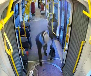 Szokujące sceny z tramwaju w Warszawie. Opublikowano właśnie nagranie. „Trzymaj się mocno”