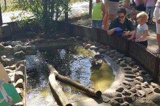 Światowy Dzień Żółwia