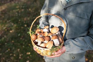 Gdzie rosną prawdziwki? Miejsca, w których znajdziesz ulubione grzyby