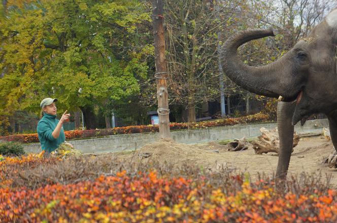 Zoo Wrocław: Słonie indyjskie