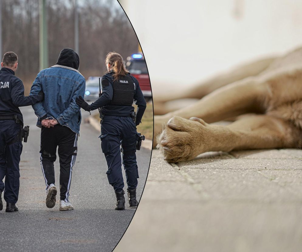 Nowa Słupia. 28- i 30-latek podejrzani o zabicie psa. Kobieta wszystko widziała