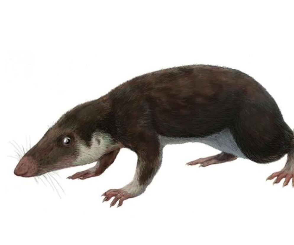 Tak wyglądał najstarszy przodek wszystkich ssaków. Ta wydro-łasica żyła 180 mln lat temu!