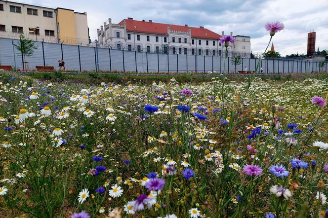 Stary Fordon walczy w prestiżowym konkursie. Każdy może mu pomóc wygrać