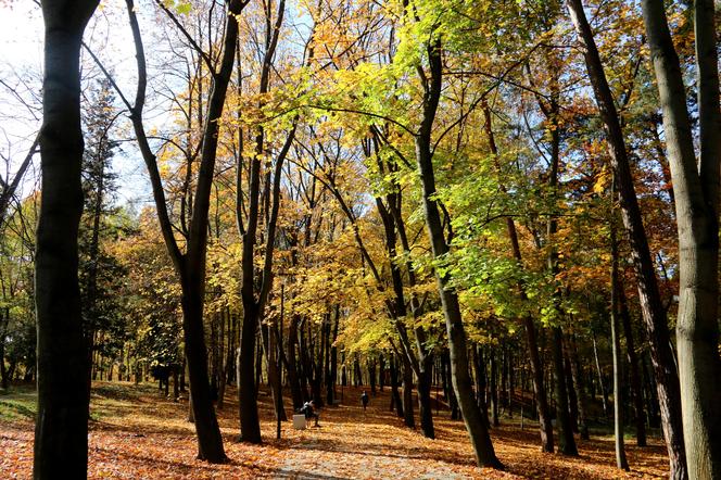 Park Miejski, Starachowice