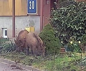 Dziki w Sosnowcu chodzą po osiedlach