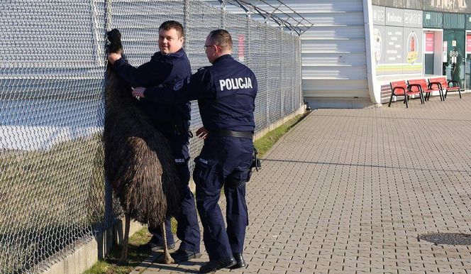 Struś na lotnisku
