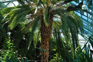 Największy daktylowiec kanaryjski w Polsce