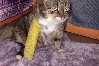 Kamil G. brutalnie kopnął kotkę Dzidzię. Usłyszał surowy wyrok