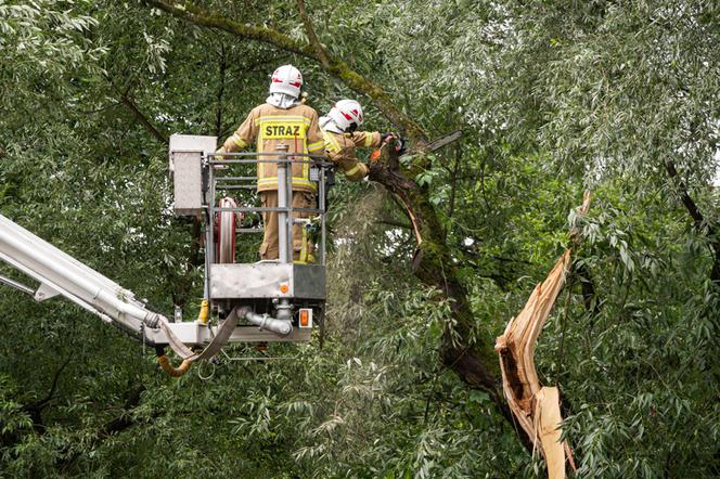 Powalone drzewa i przerwy w dostawie prądu. Tysiące interwencji strażaków w Polsce. Co dalej?