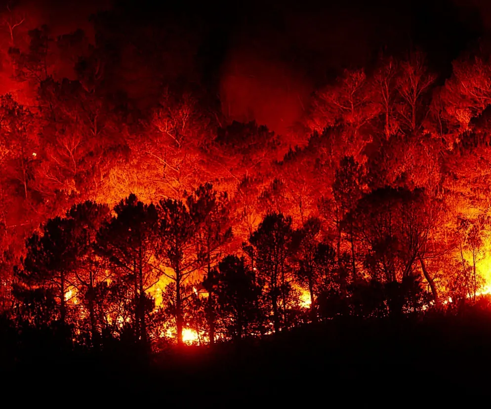 Pożar w lesie. Spłonął hektar ściółki