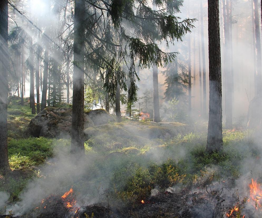 W lasach najwyższy stopień zagrożenia pożarowego