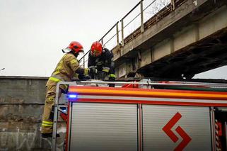 Niecodzienna akcja ratunkowa! Straż pożarna ściągała z wiaduktu… KOTA! 