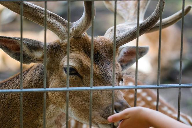 Atak jelenia w nowotomyskim zoo