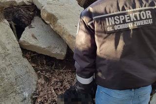 Marian F. zmasakrował labradora. Rozpaczliwe wycie, trzask łamanych kości