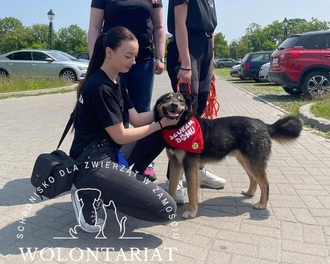 Leon czeka na dom w schronisku dla zwierząt w Zamościu