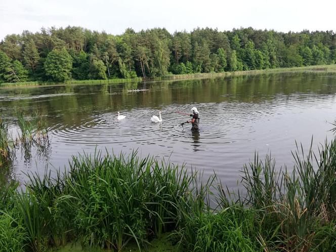 Strażacy ochotnicy uratowali brzydkie kaczątko