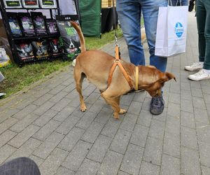 Festiwal Przyjaciół Zwierząt w Olsztynie. Park Centralny opanowały radosne pieski