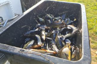 Poseł Wypij zarybił staw