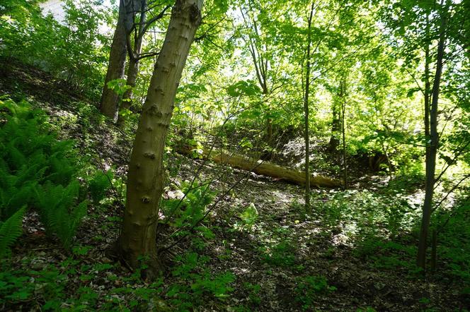 Tak wygląda park w dolinie Ślepiotki w Katowicach