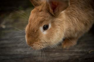 Zakaz jedzenia królików? Roznoszą między sobą wirusa 