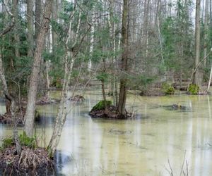 Północny i Południowy Basen Biebrzańskiego Parku Narodowego