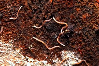 Krocionóg krwawoplamy (Blaniulus guttulatus)