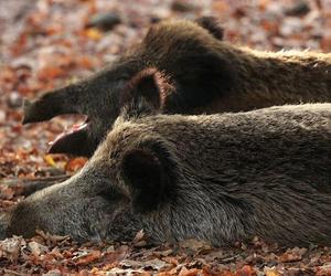 Jedenaście martwych dzików zakażonych ASF! Obowiązuje zakaz wejścia do lasów na terenie Gdyni