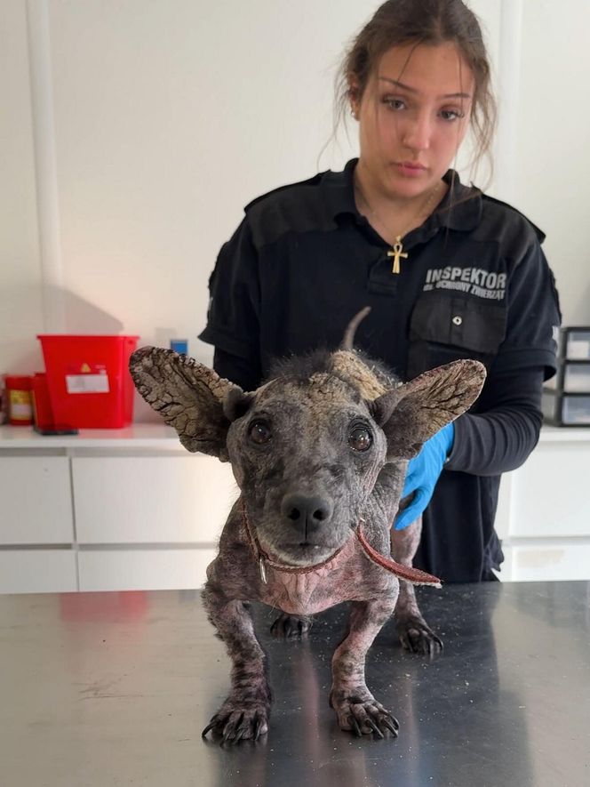 Studentka prawa nie pomogła psu