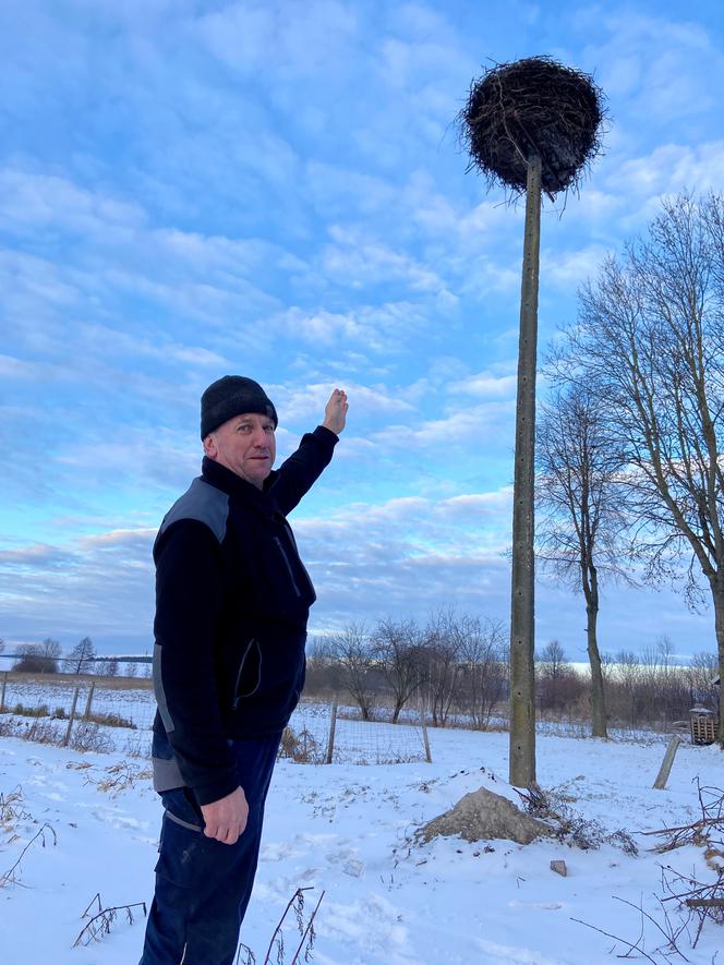 Bociany w środku zimy zawitały do Starej Kamionki na Podlasiu