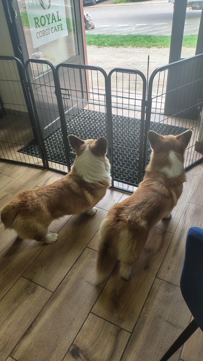 Pierwsza w Polsce kawiarnia z psami Corgi