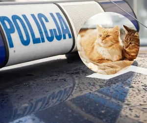 Celowo rozjechał dwa małe koty. Policja z Wałcza poszukuje świadków