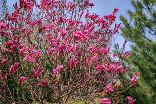 Powygryzane i zdeformowane liście magnolii [Porada eksperta]