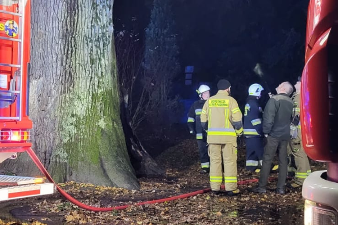 500-letni dąb Cysters przejdzie badanie tomografem