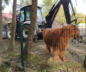 Nutrie w Rybniku są już odławiane