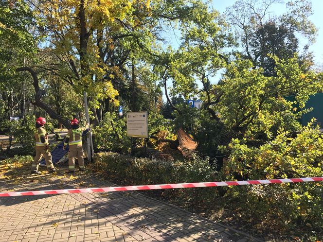 Dąb szypułkowy będący hrubieszowskim pomnikiem przyrody runął na ziemię