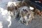 Horror! 23 psy odebrane właścicielom. Były brudne, wycieńczone i zagłodzone
