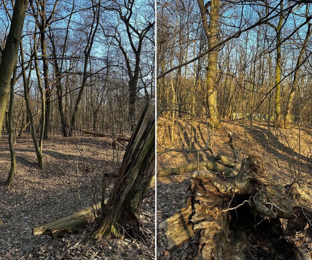 Miały być bloki, będzie park. Park Wiśniewo uratowany. Warszawa odzyskała zieloną perłę