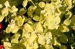 Kocanka włochata 'Limelight'