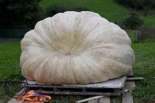 Ile waży największa tegoroczna dynia? Pochodzi z Podkarpacia i jest ogromna