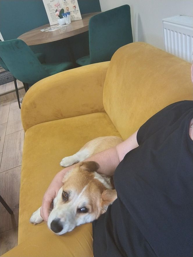 Pierwsza w Polsce kawiarnia z psami Corgi
